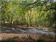 Where History Falls Like Leaves: A Teign Valley Walk