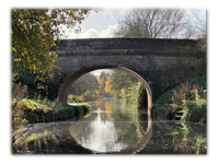 Halberton: Kingfishers on the Curious Canal to Nowhere!