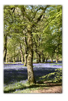 Blackbury Camp