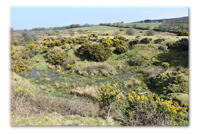 Source of the River Lynher